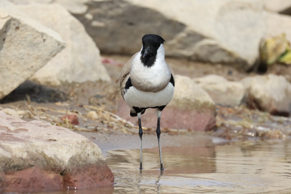 River Lapwing - Andrew William