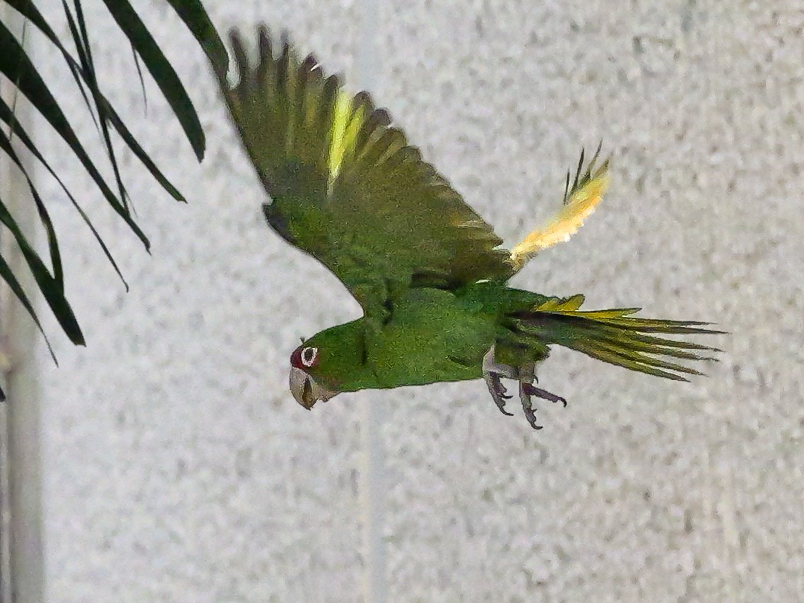 Mitred Parakeet - Roger Horn