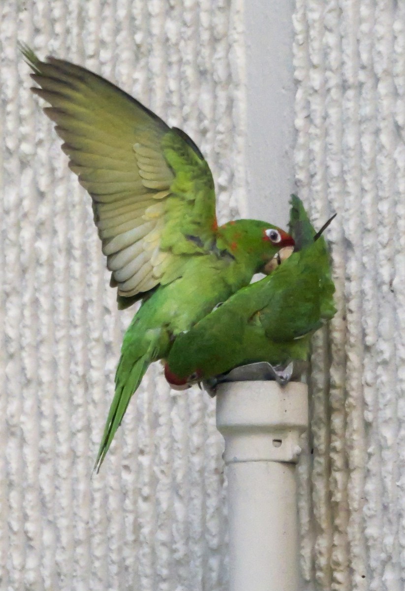 Mitred Parakeet - Roger Horn