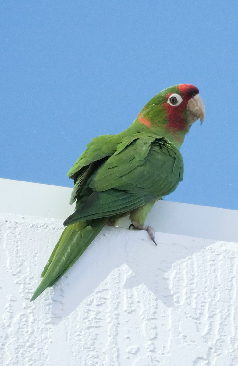 Mitred Parakeet - Roger Horn