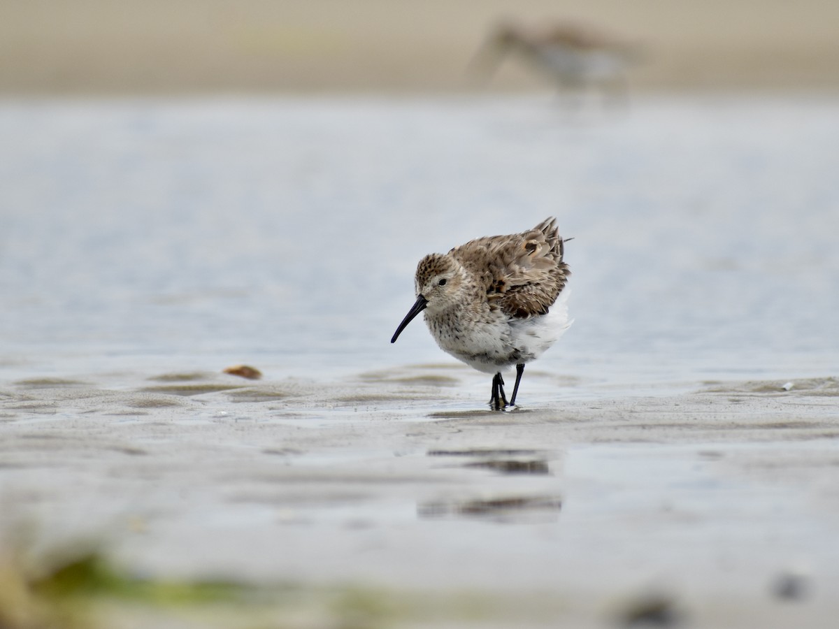 Dunlin - Trevor MacLaurin