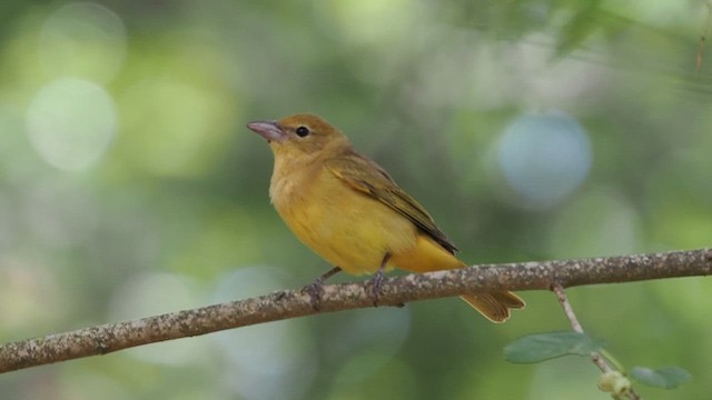 Summer Tanager - ML617900810