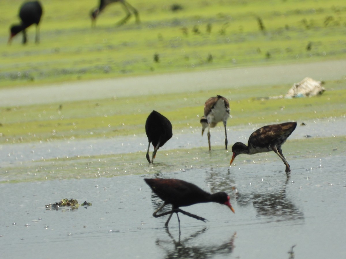 Wattled Jacana - ML617900844