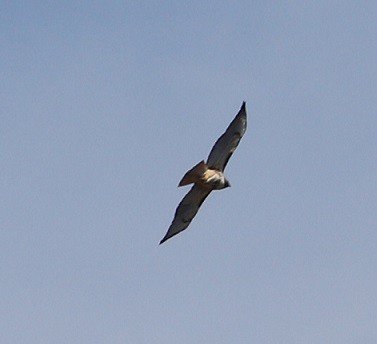 Red-tailed Hawk - ML617900850