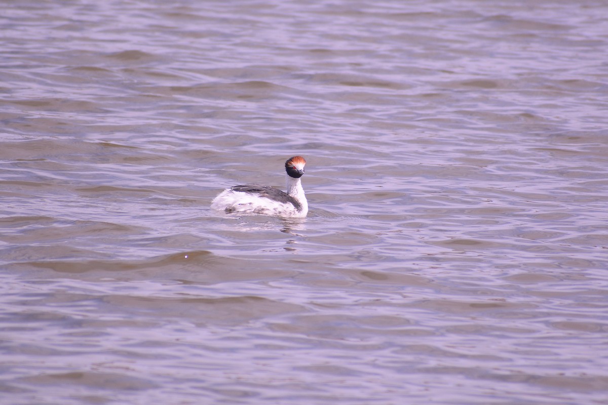 Hooded Grebe - ML617900914