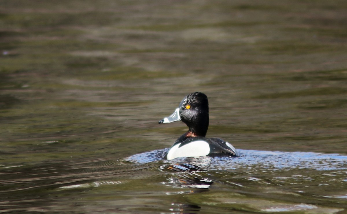 Ring-necked Duck - ML617901010