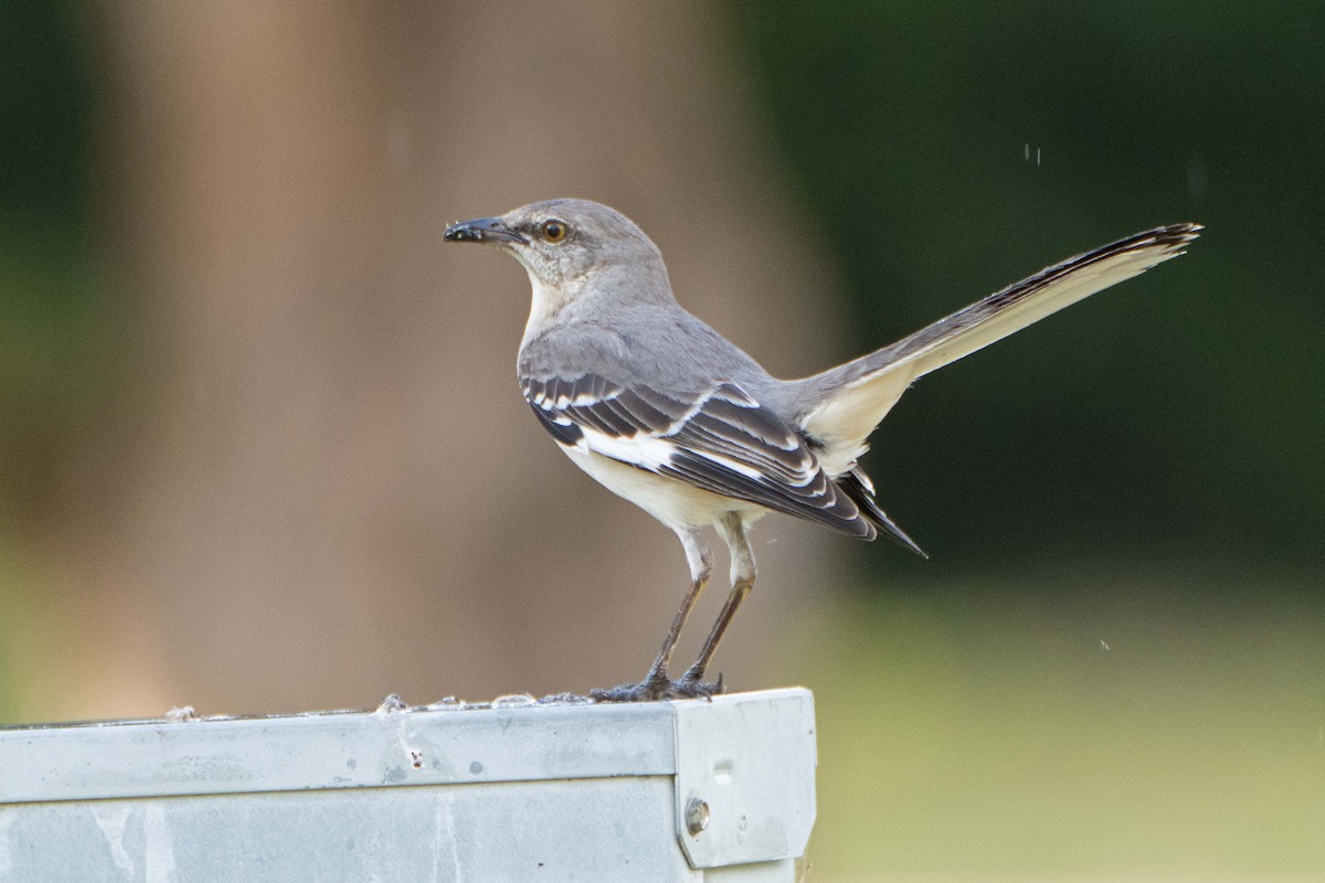 Northern Mockingbird - ML617901027