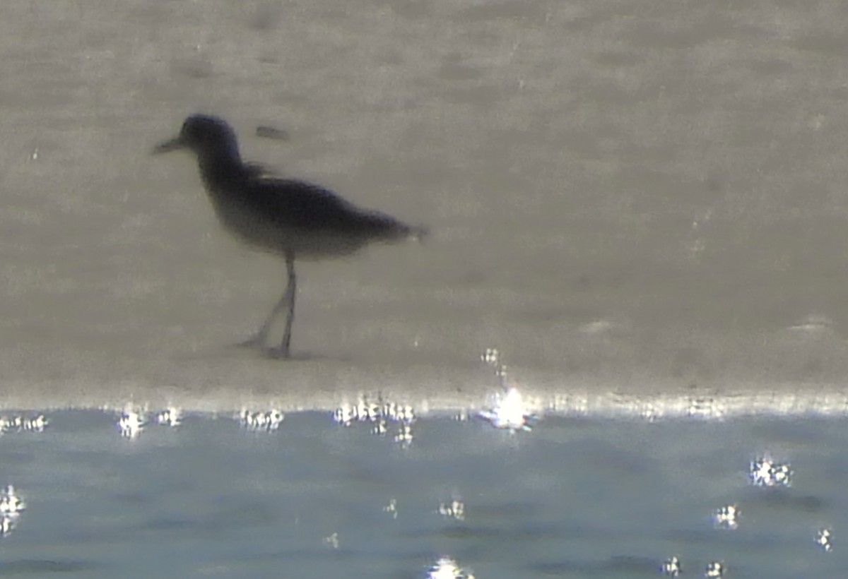 Black-bellied Plover - ML617901044