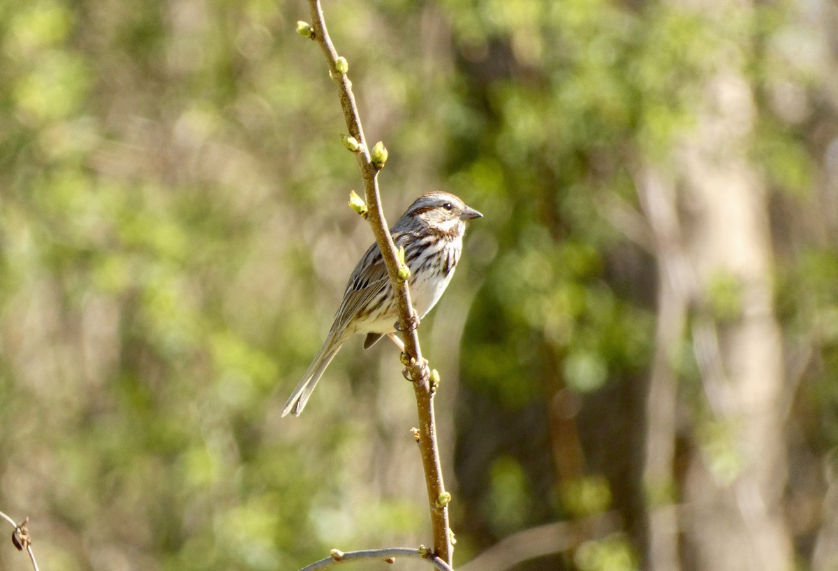 Song Sparrow - ML617901087