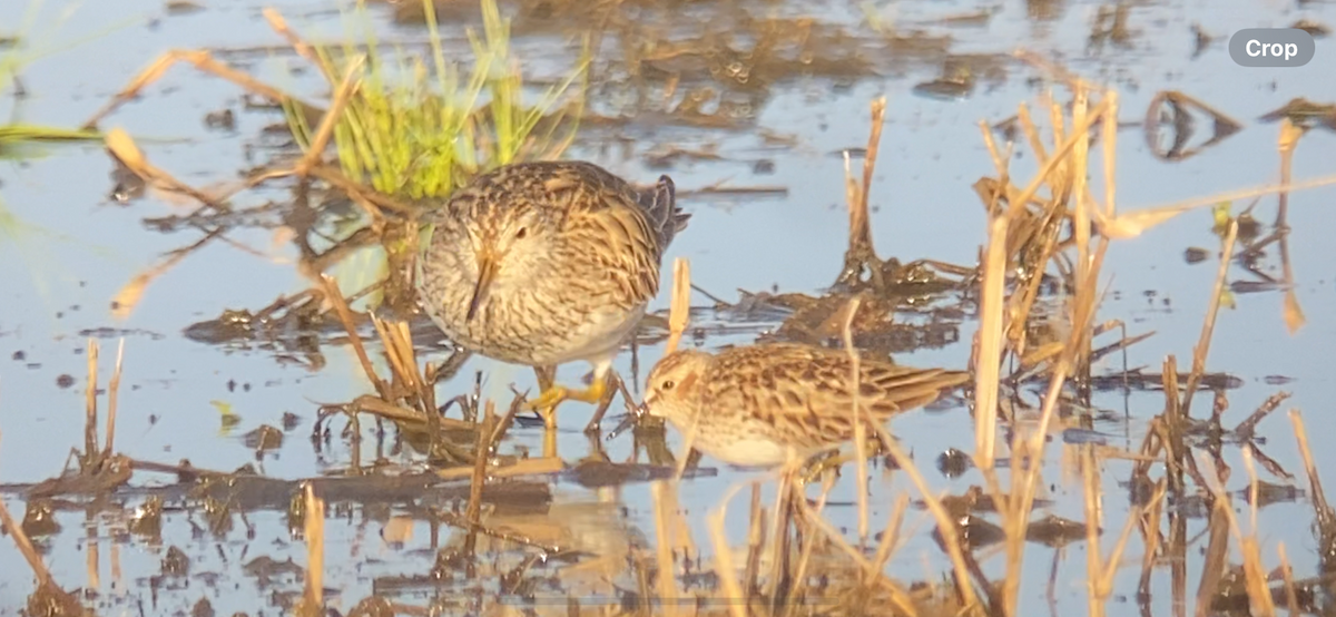 pygmésnipe - ML617901092