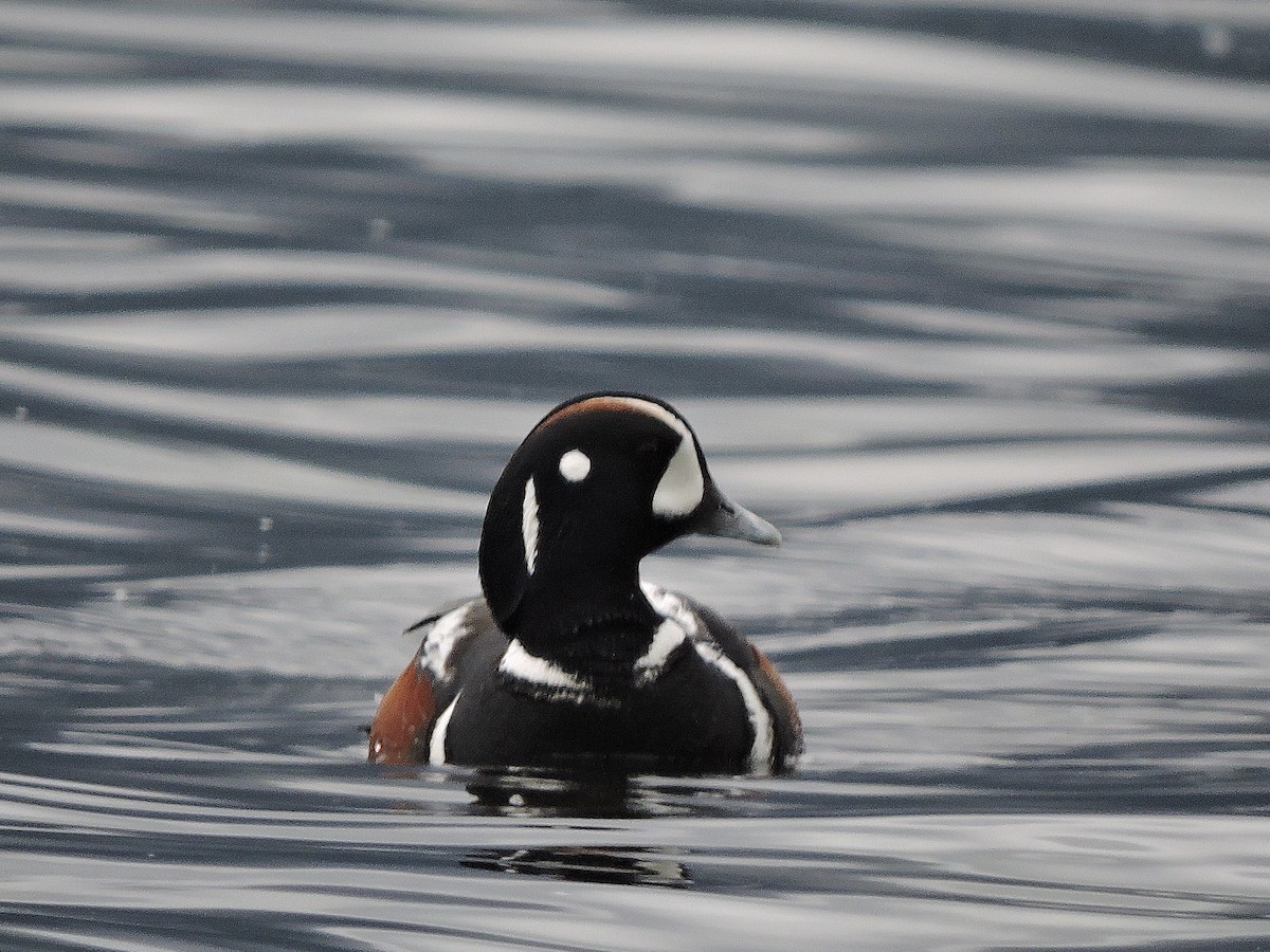 Harlequin Duck - ML617901095