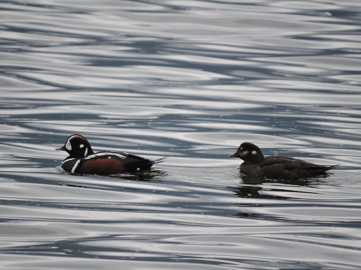 Harlequin Duck - ML617901096