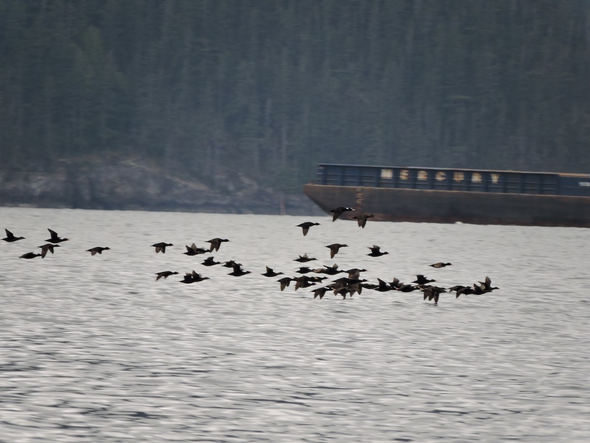 Surf Scoter - ML617901107