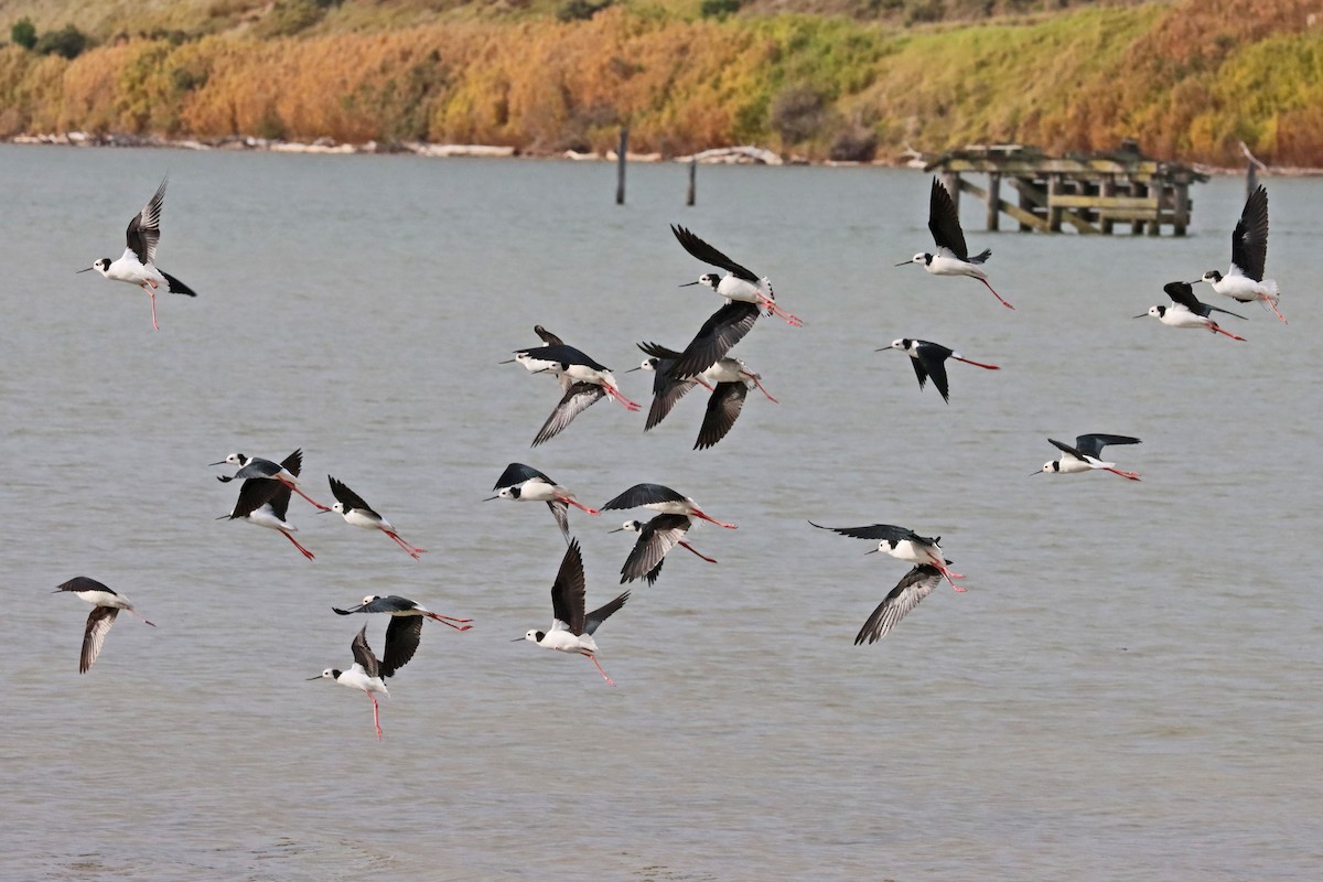 Pied Stilt - ML617901108