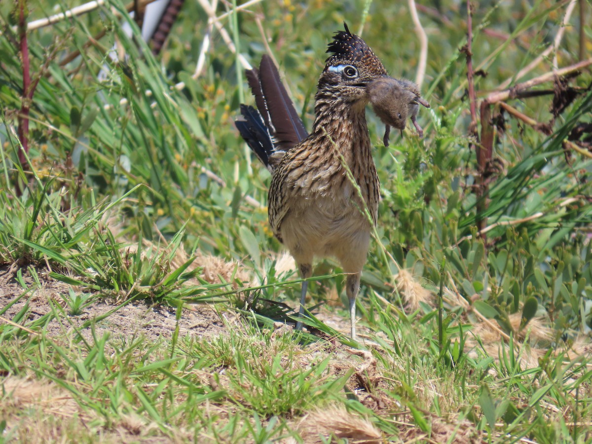 Greater Roadrunner - Shirley Reynolds