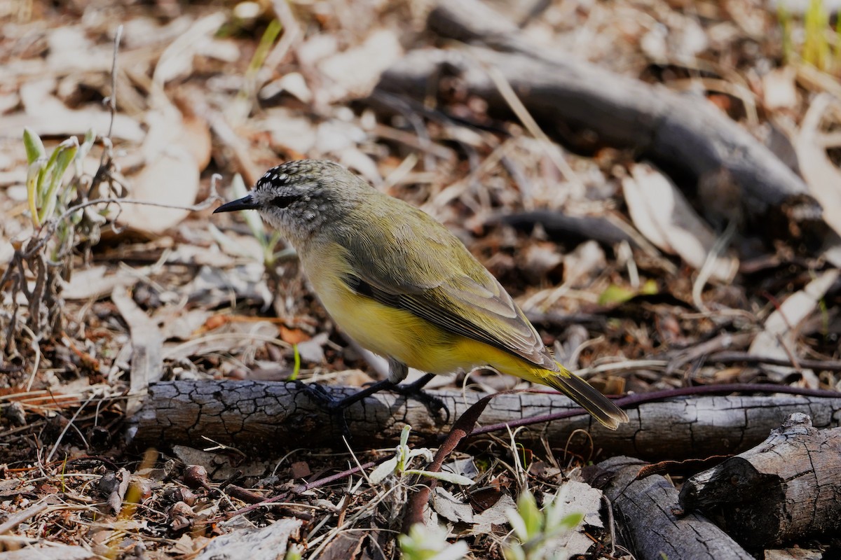 Yellow-rumped Thornbill - ML617901132