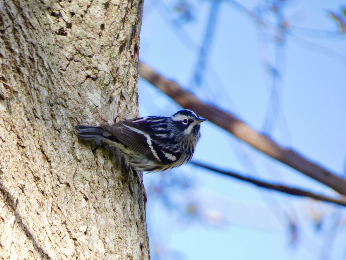 Black-and-white Warbler - ML617901142