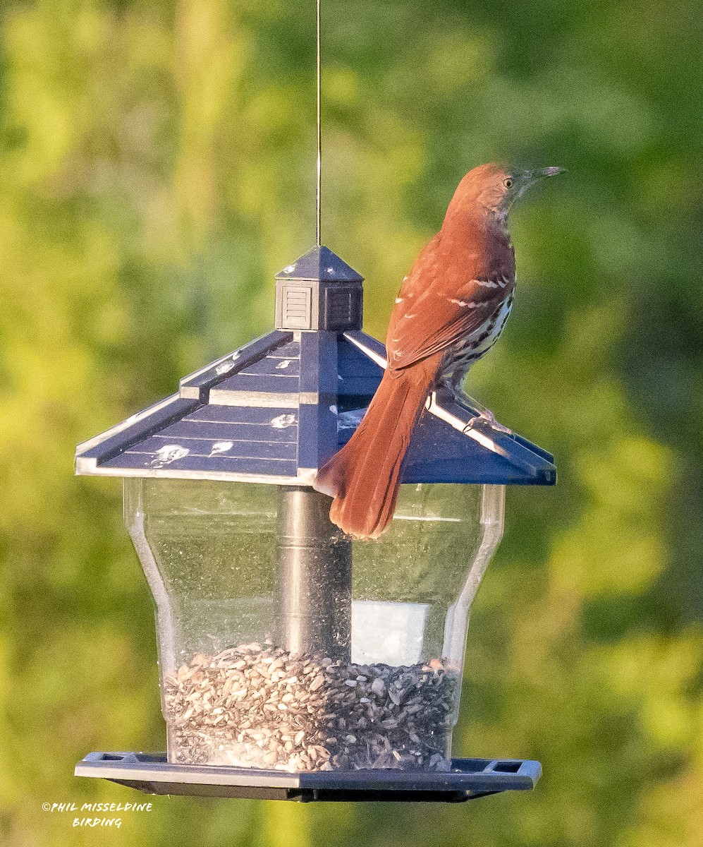 Brown Thrasher - ML617901159