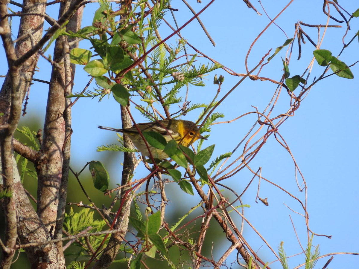 Cape May Warbler - Robin Potvin