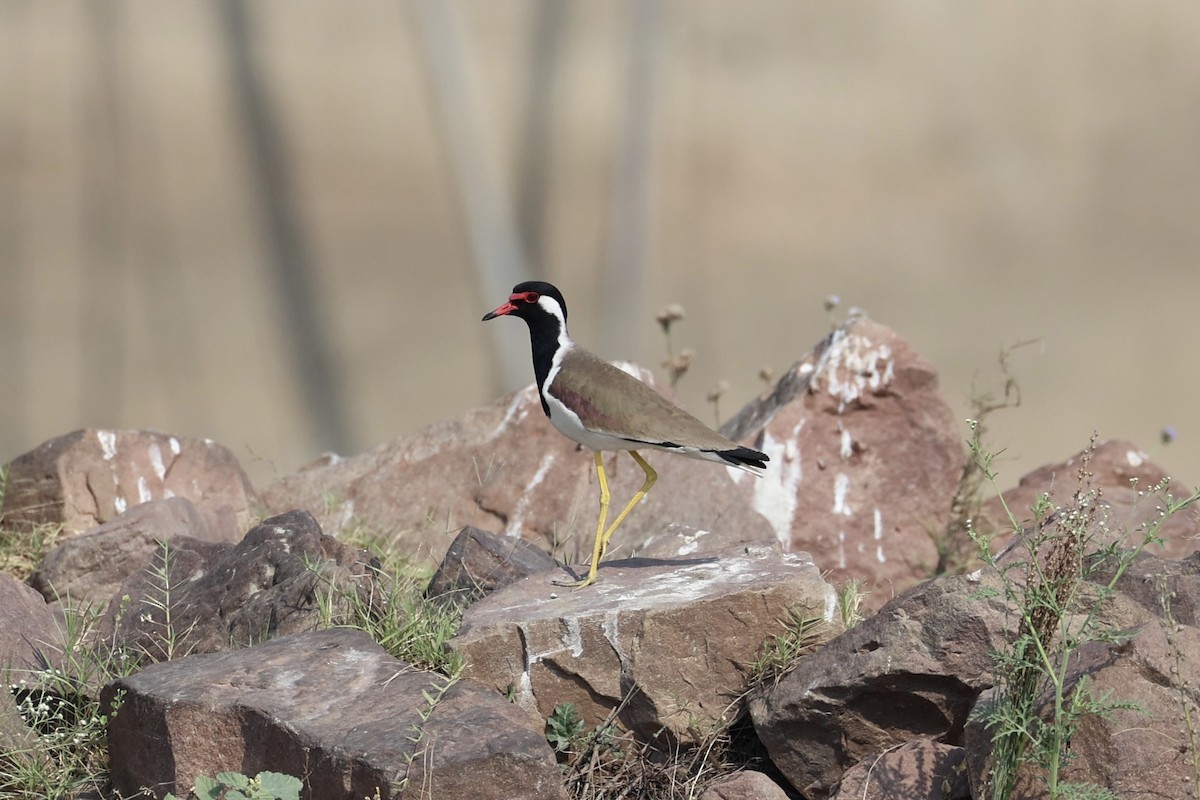 Red-wattled Lapwing - ML617901197