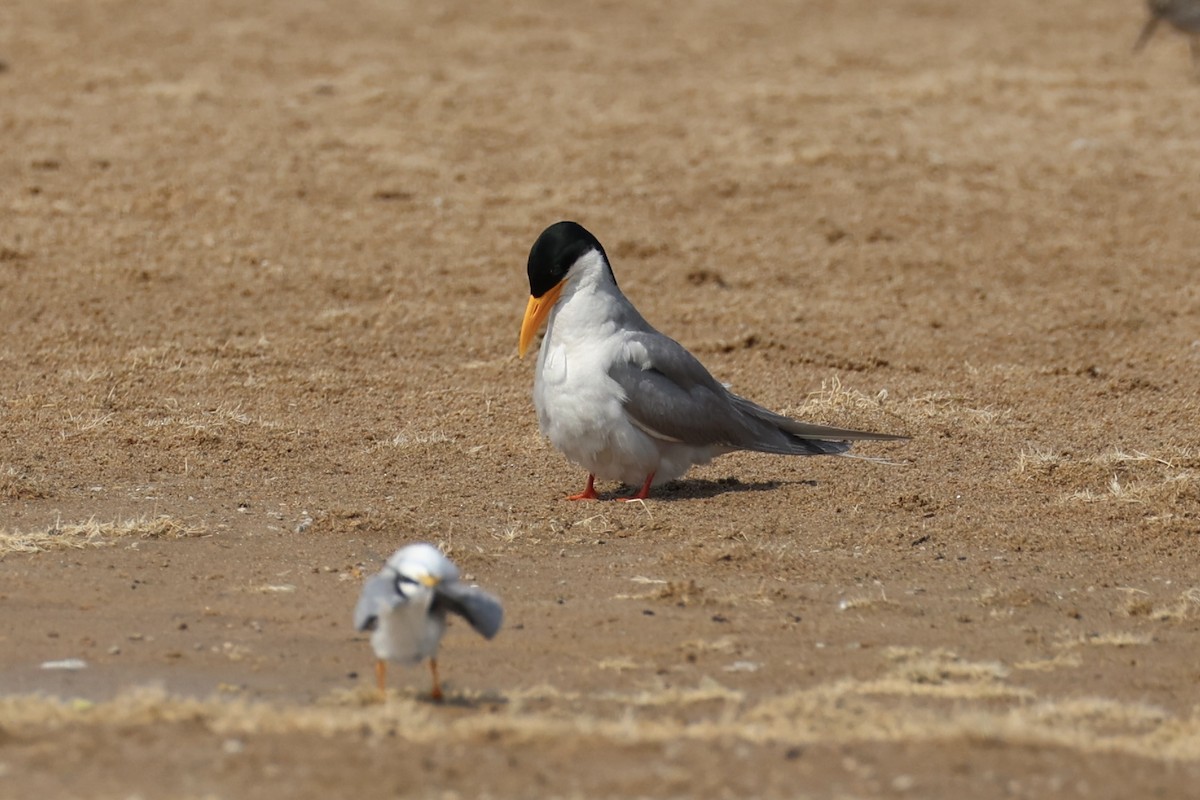 River Tern - Andrew William