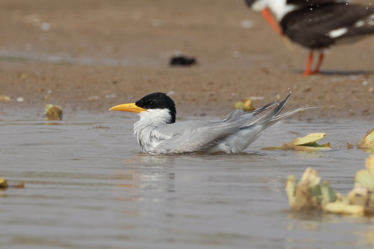 River Tern - Andrew William