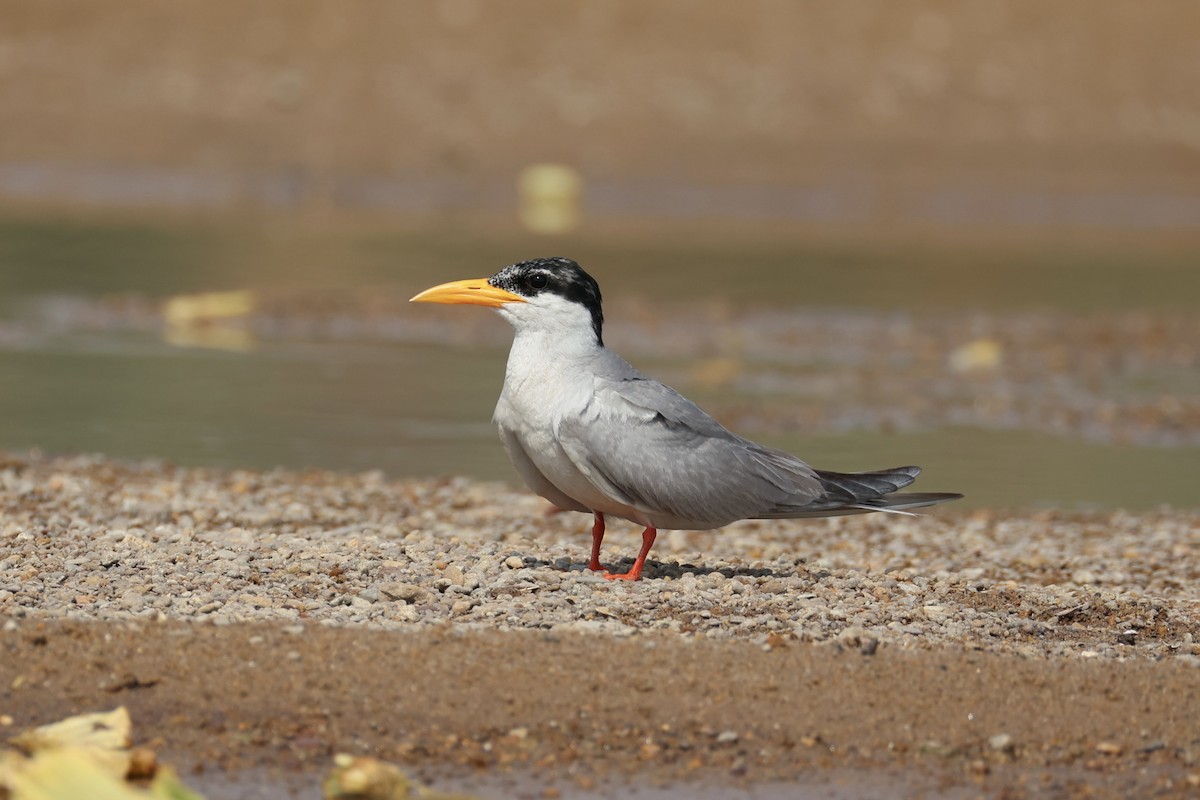 River Tern - ML617901254