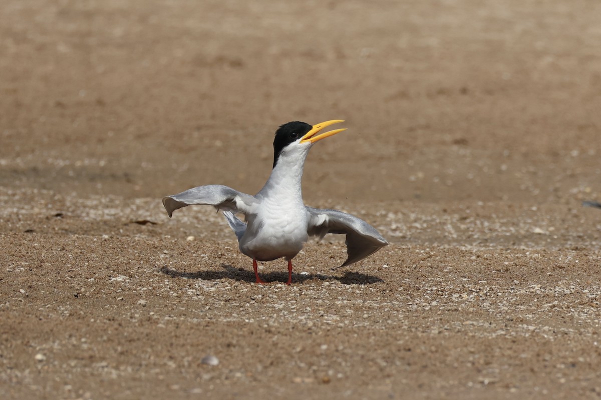 River Tern - Andrew William