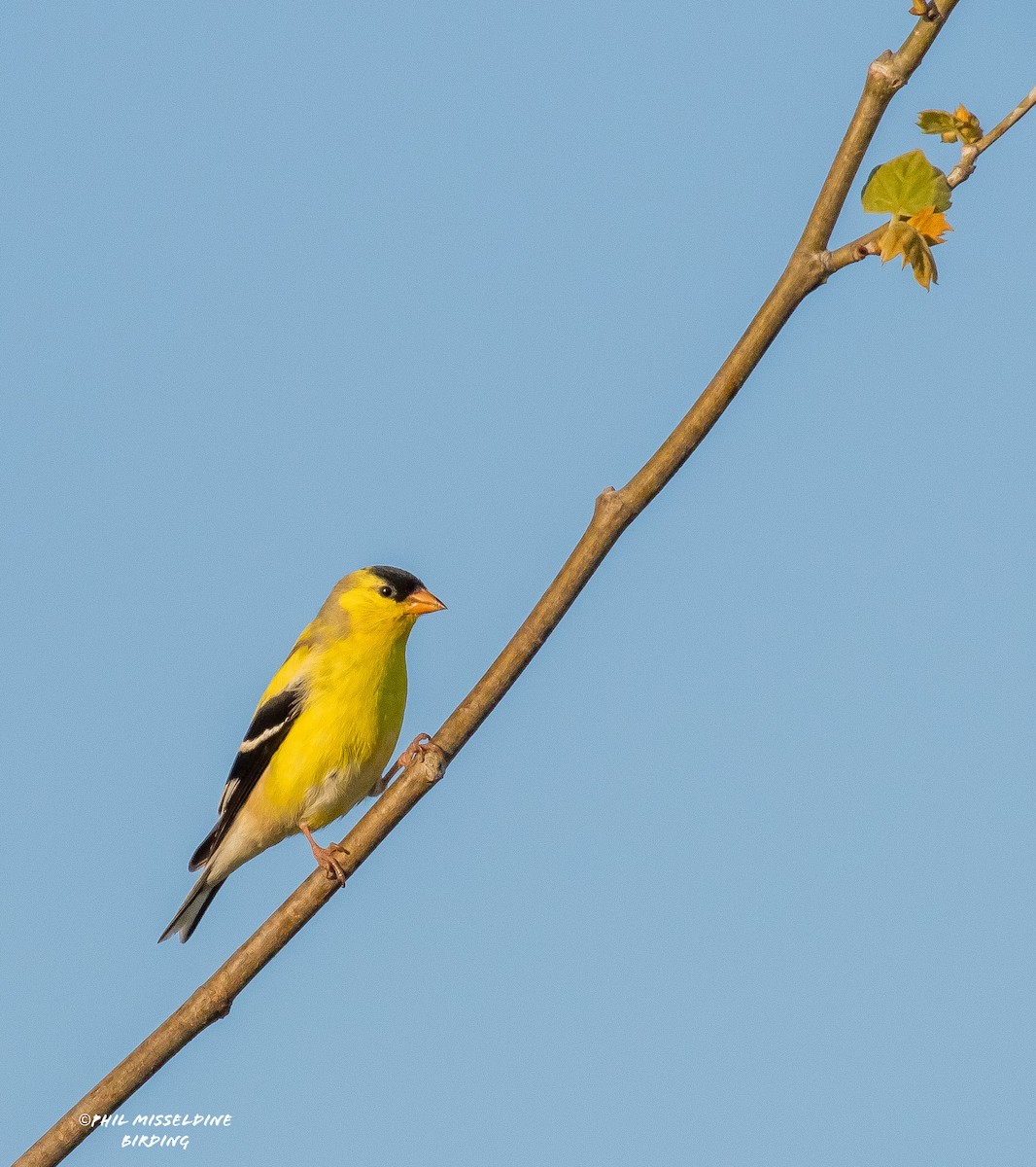 American Goldfinch - ML617901258