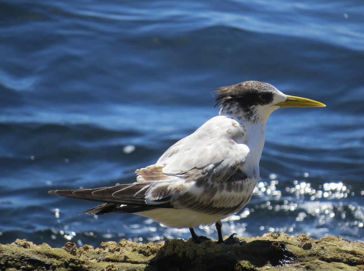Great Crested Tern - Mike & Angela Stahl