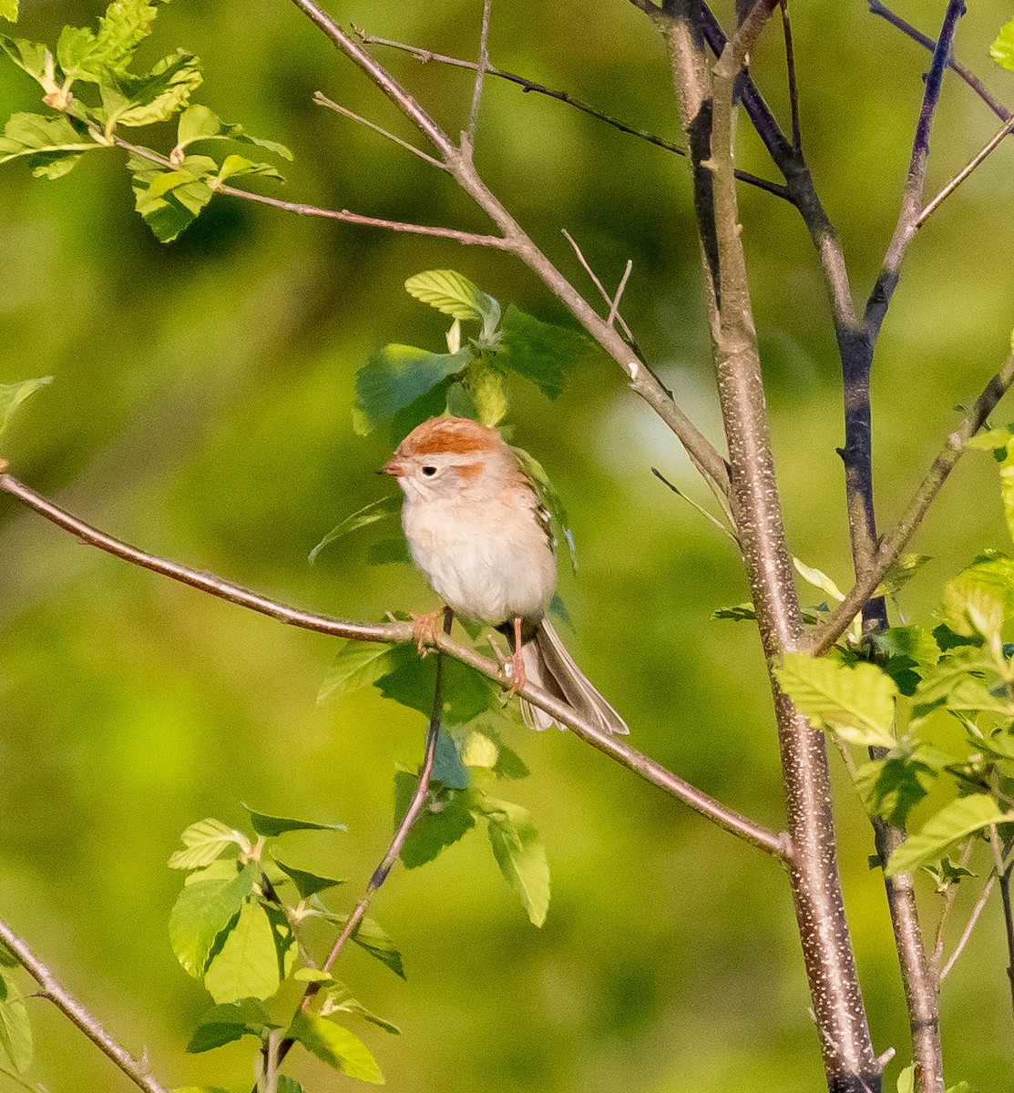 Field Sparrow - ML617901278