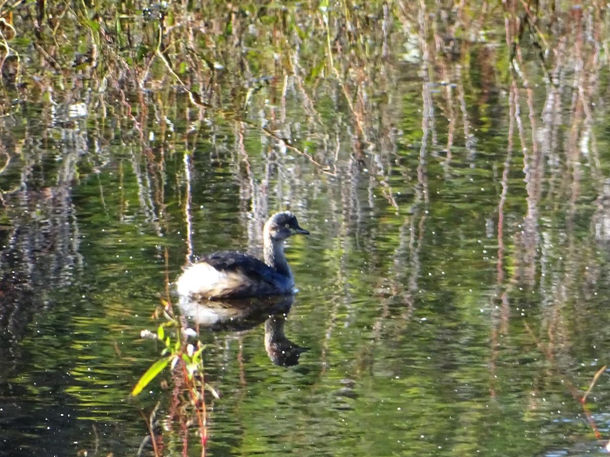 Australasian Grebe - ML617901296