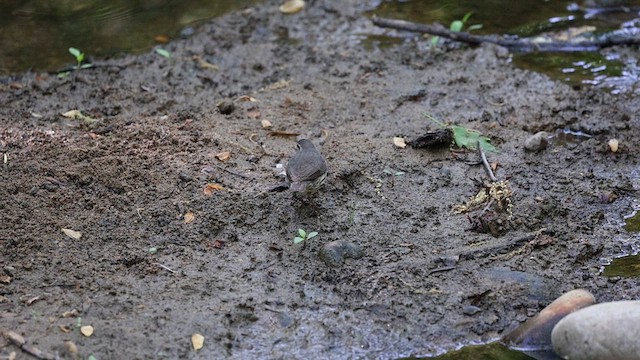 Northern Waterthrush - ML617901299