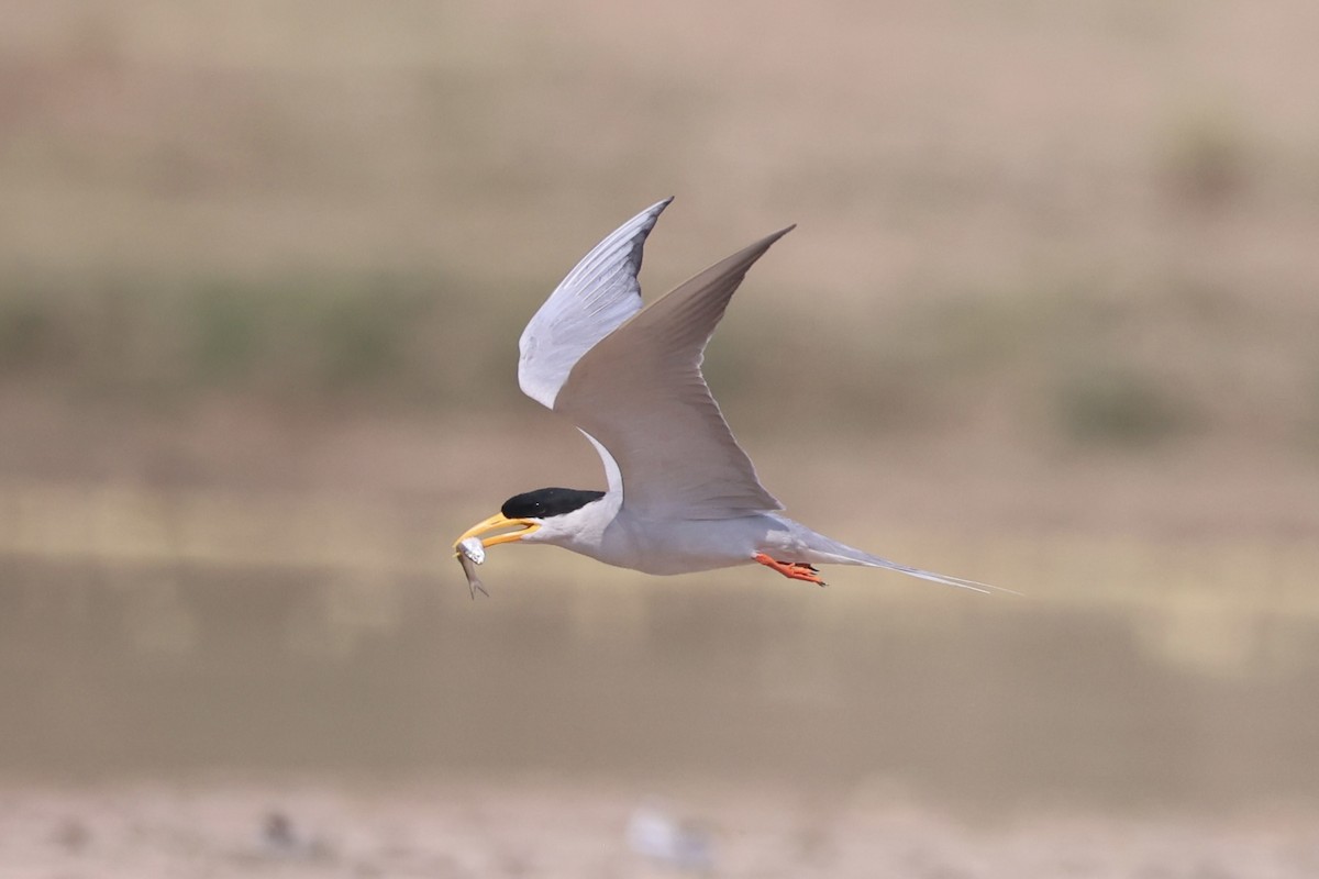 River Tern - ML617901301