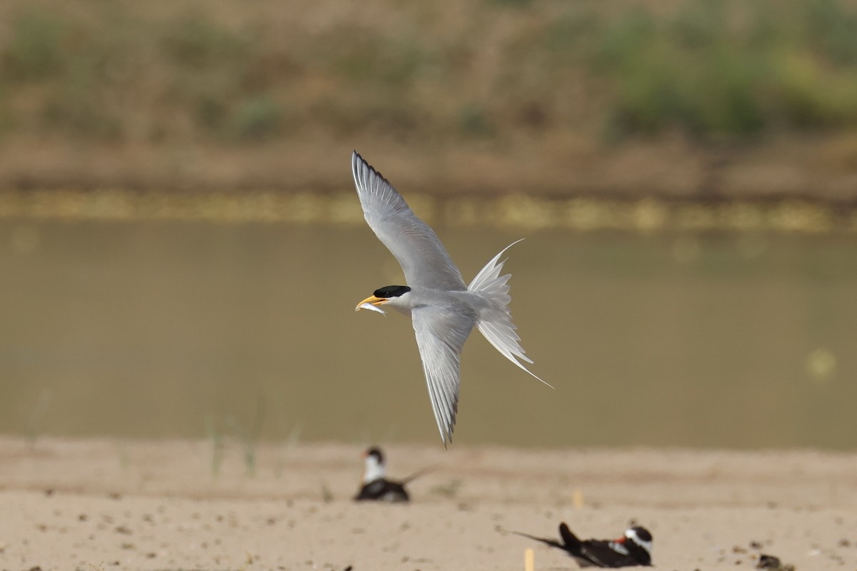 River Tern - Andrew William