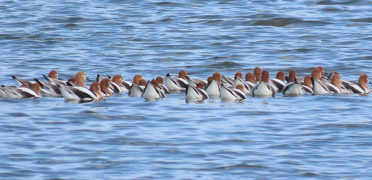 American Avocet - Scott Loss