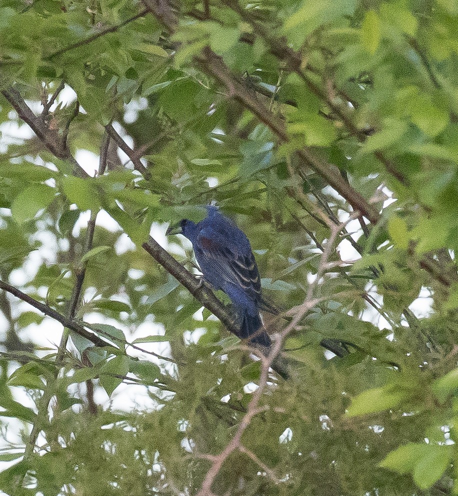 Blue Grosbeak - ML617901310