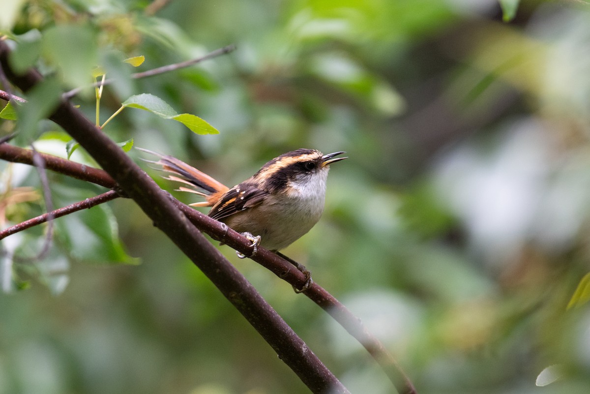 Thorn-tailed Rayadito - John C. Mittermeier