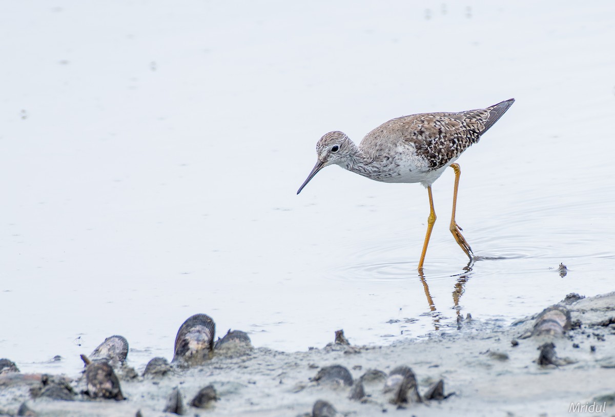 Lesser Yellowlegs - ML617901405