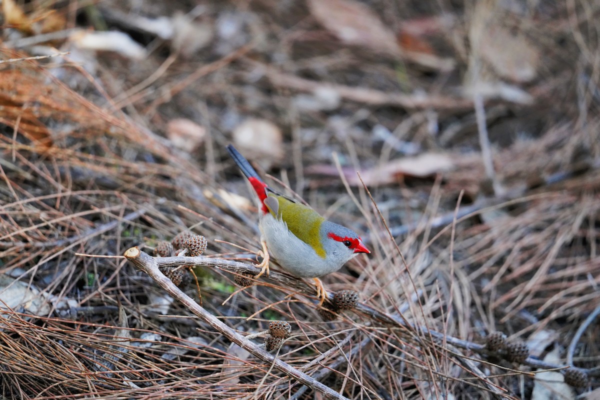 Red-browed Firetail - ML617901425