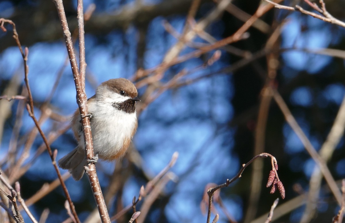 Boreal Chickadee - Jacques Ibarzabal