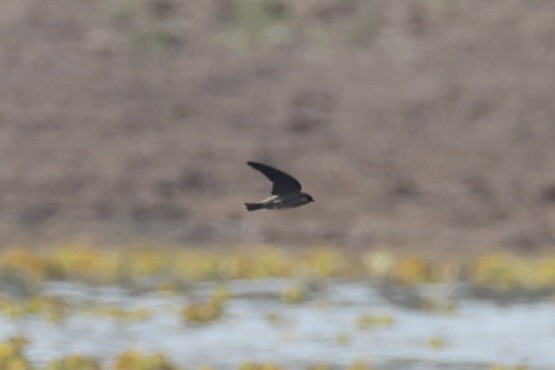 Gray-throated Martin - Andrew William