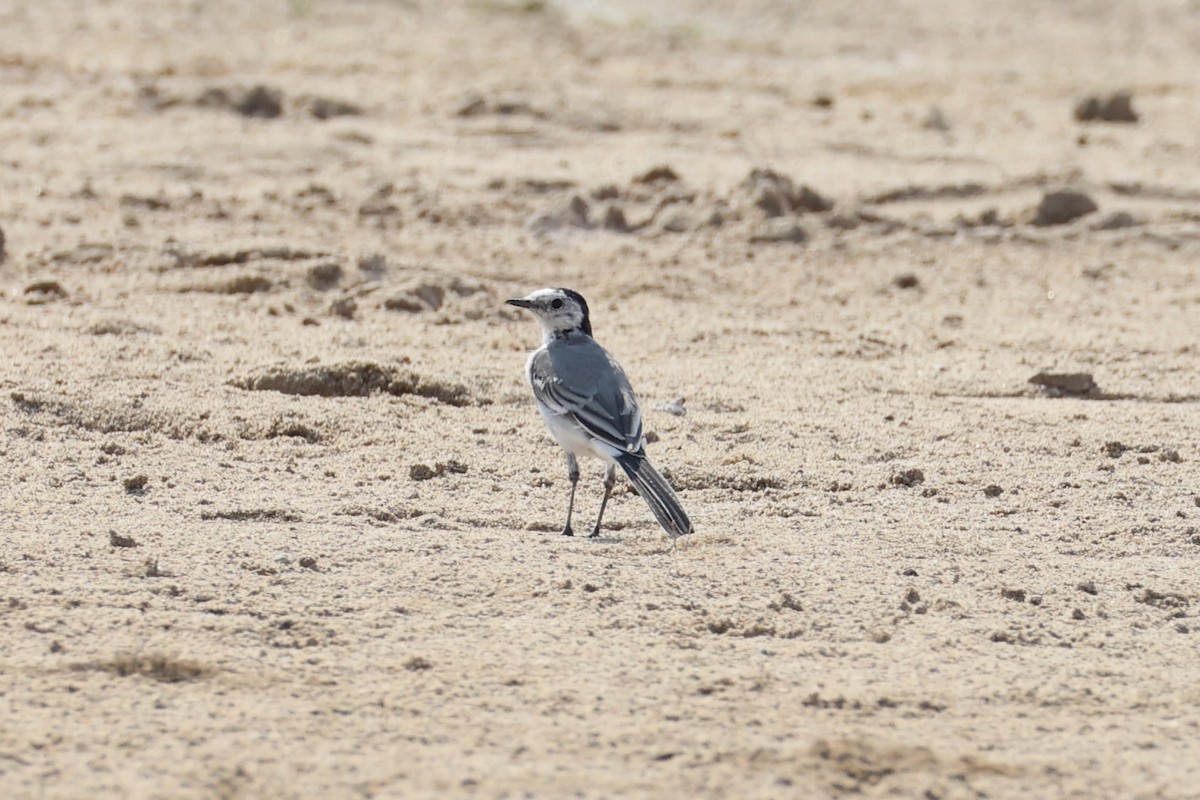 White Wagtail - ML617901486