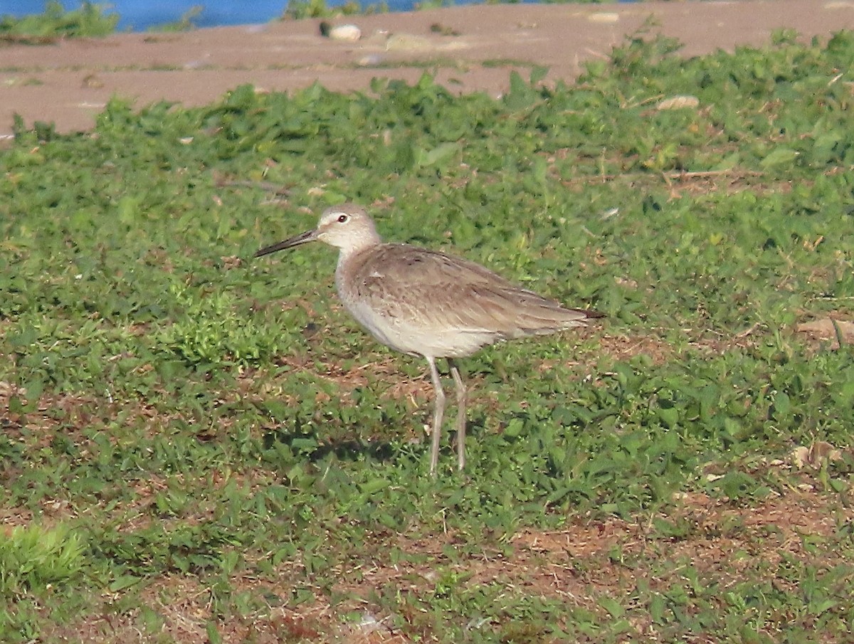 Willet (Western) - ML617901487