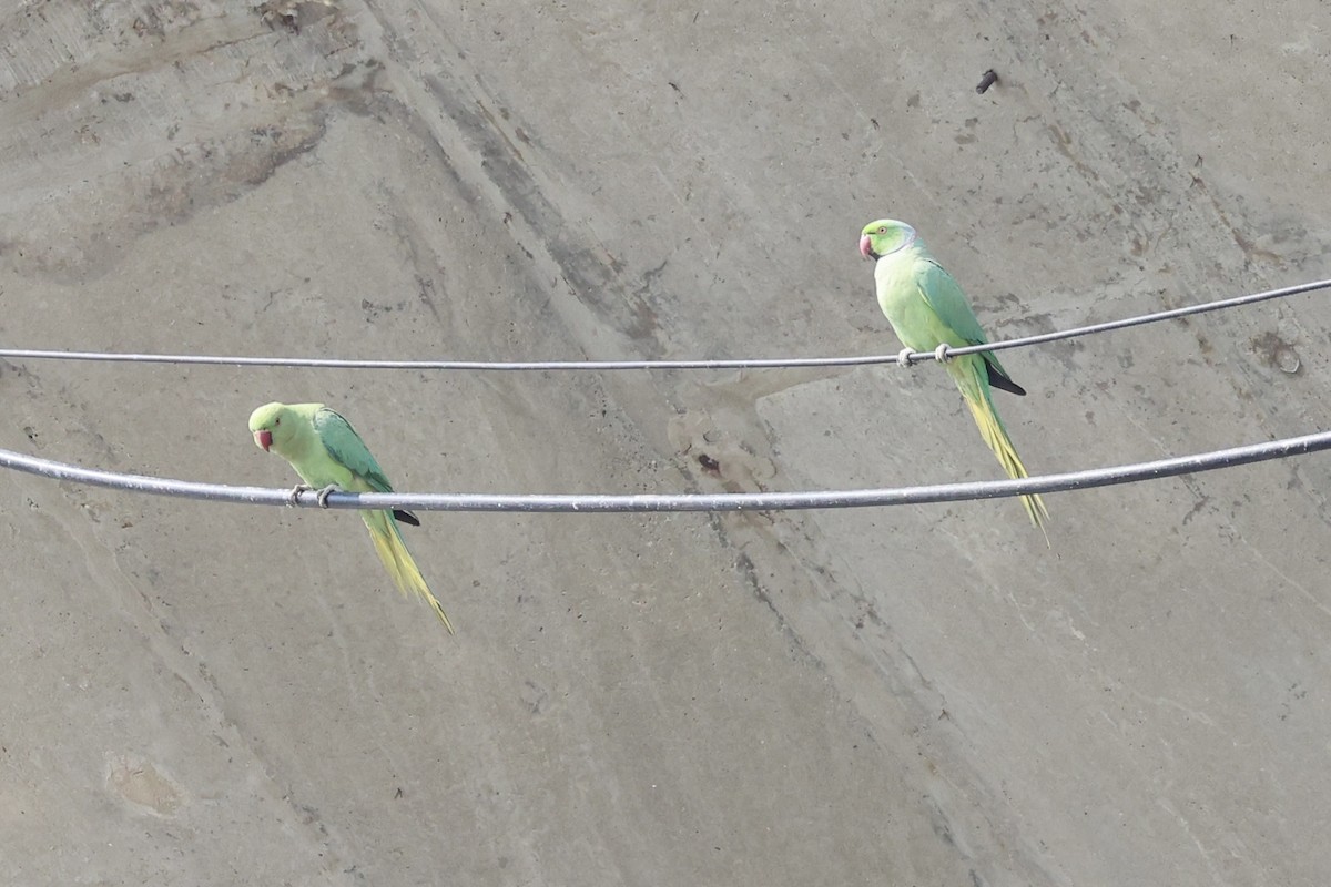 Rose-ringed Parakeet - Andrew William