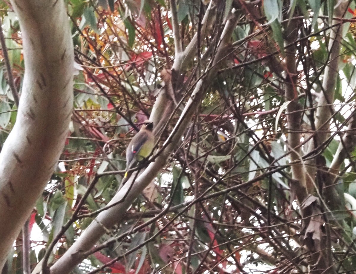 Cedar Waxwing - Uma Sachdeva