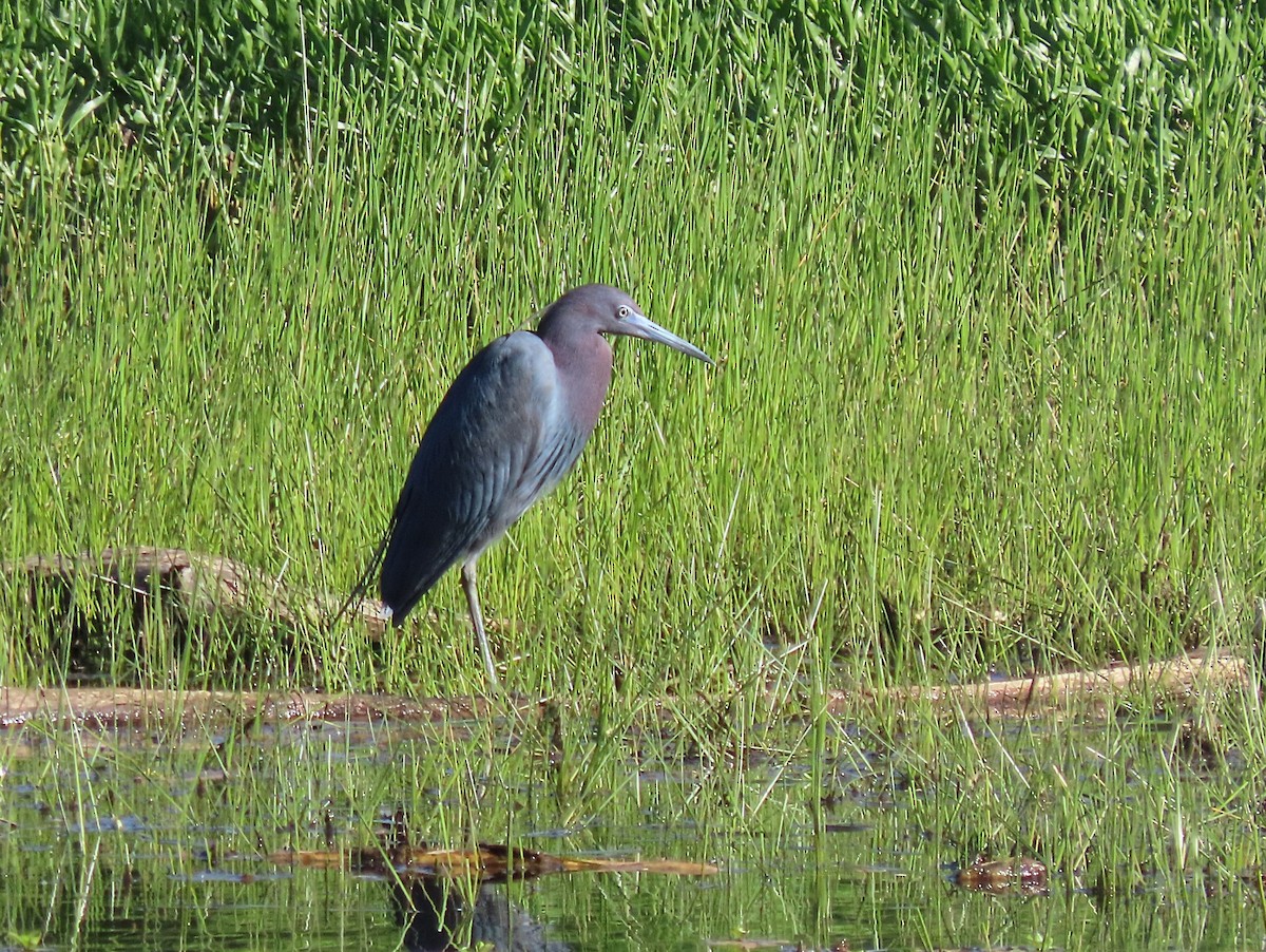 Little Blue Heron - ML617901548