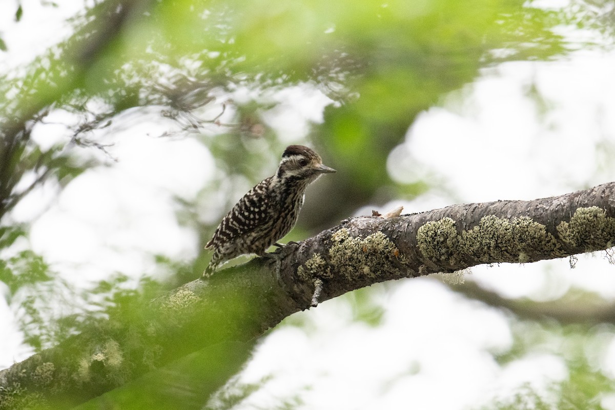 Striped Woodpecker - John C. Mittermeier