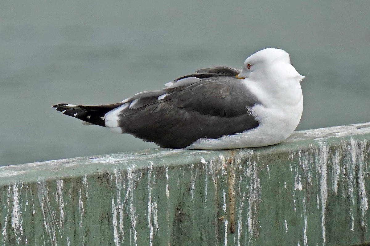 Lesser Black-backed Gull - ML617901569