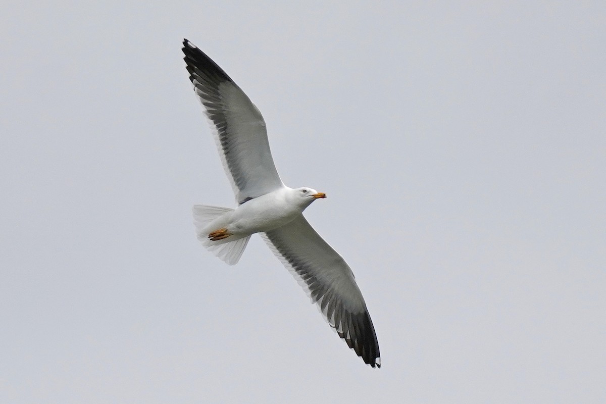 Lesser Black-backed Gull - ML617901570